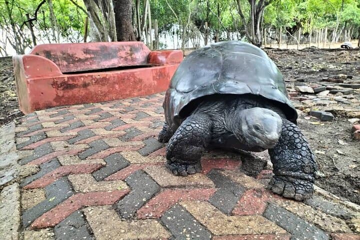 Stone Town, Prison Island & Spice Tour — Private Zanzibar Day Trip photo 4