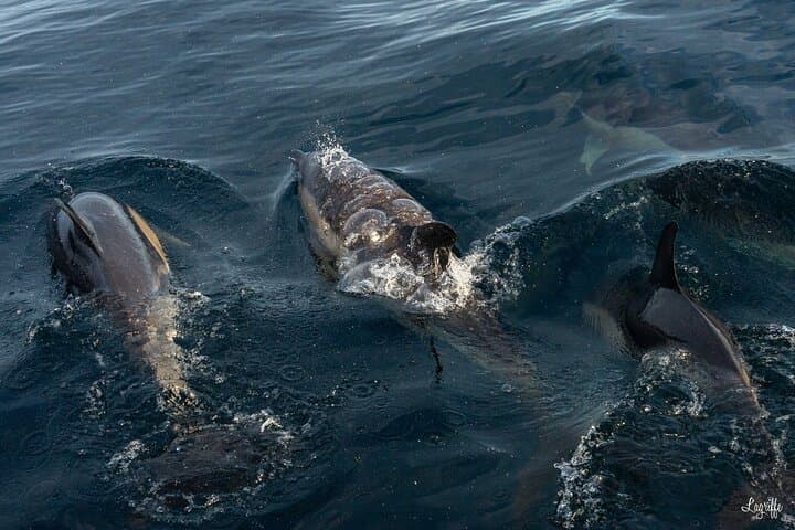 Cetacean Boat Tours off Saint-Jean-de-Luz — Gouf de Capbreton Whale & Dolphin Watching photo 4