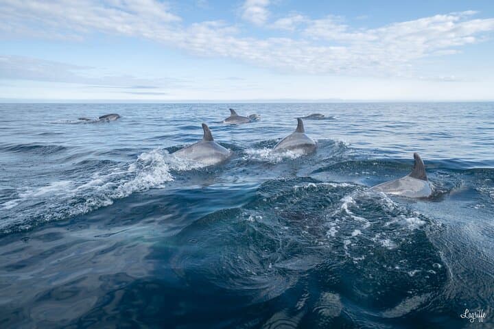 Cetacean Boat Tours off Saint-Jean-de-Luz — Gouf de Capbreton Whale & Dolphin Watching photo 3