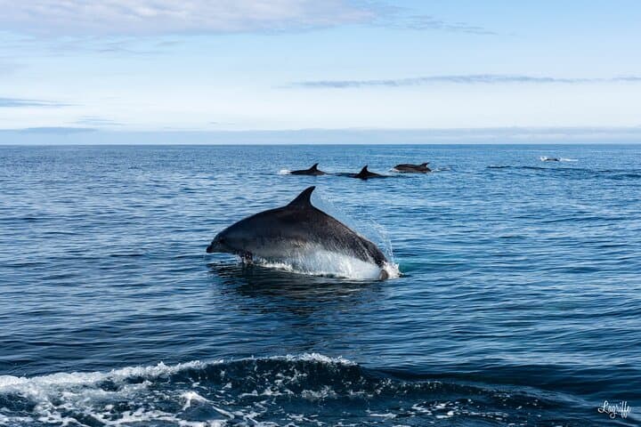 Cetacean Boat Tours off Saint-Jean-de-Luz — Gouf de Capbreton Whale & Dolphin Watching
