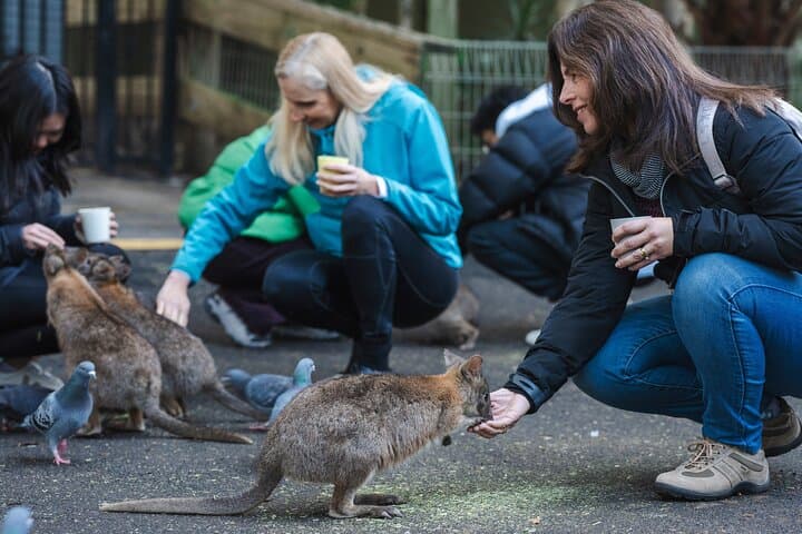 Blue Mountains Day Trip: Wildlife Encounters & Wentworth Falls Bushwalk from Sydney photo 3