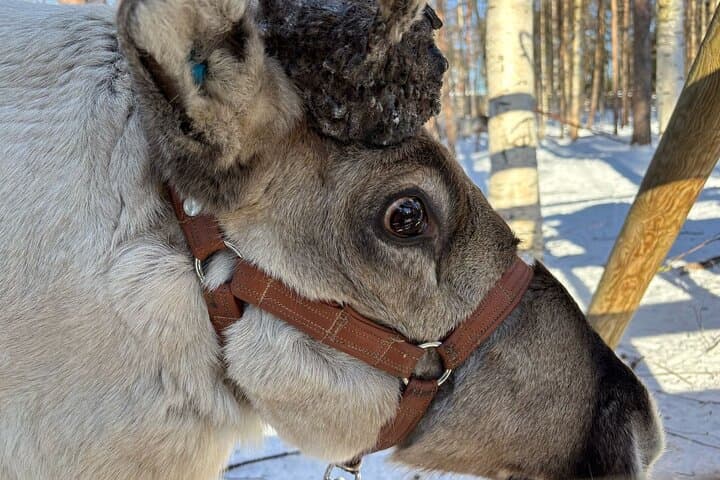 Rovaniemi Reindeer Safari: 1-Hour Sleigh Ride & Farm Visit at the Arctic Circle photo 3