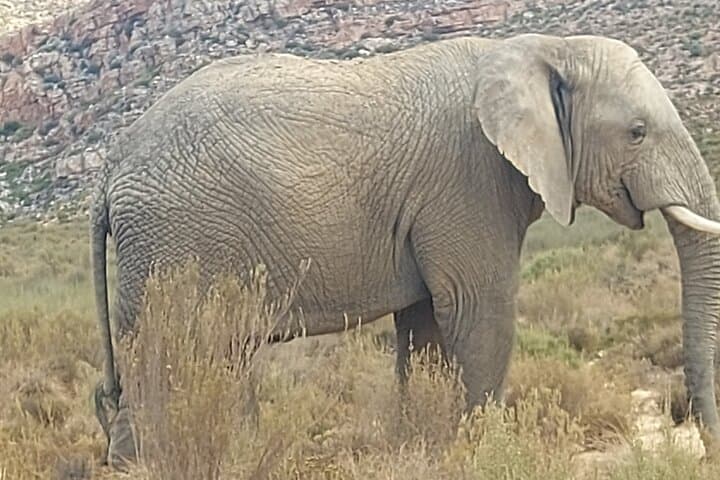 Aquila Game Reserve Sunset Safari and Cape Winelands Wine Tour from Cape Town photo 1