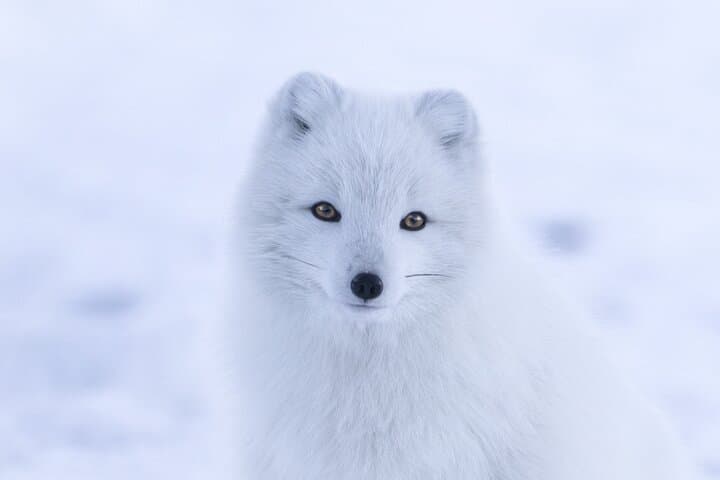 Day Trip to Ranua Zoo from Rovaniemi: Arctic Wildlife & Lunch photo 1