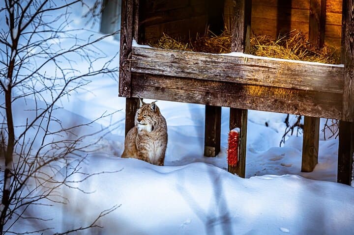 Day Trip to Ranua Zoo from Rovaniemi: Arctic Wildlife & Lunch photo 2