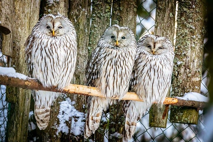 Day Trip to Ranua Zoo from Rovaniemi: Arctic Wildlife & Lunch photo 4