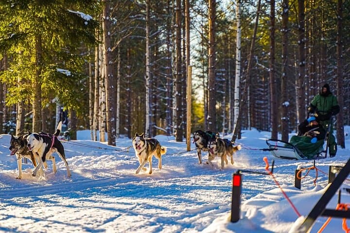 Arctic Husky Adventure: Self-Drive Dog Sled Safari Near Rovaniemi photo 3