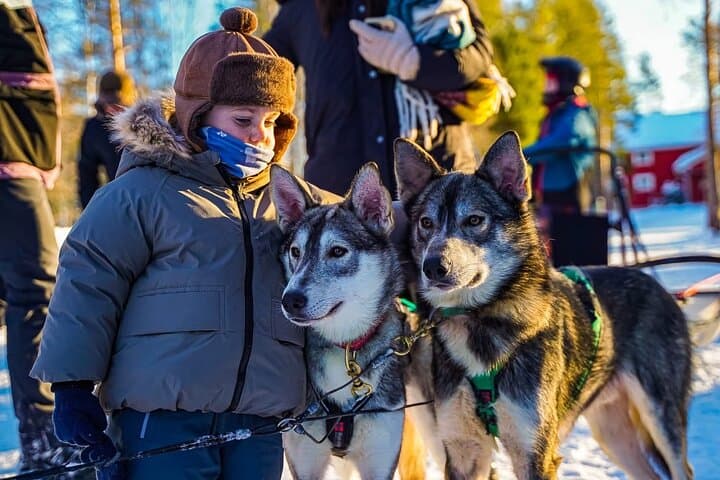 Arctic Husky Adventure: Self-Drive Dog Sled Safari Near Rovaniemi photo 4