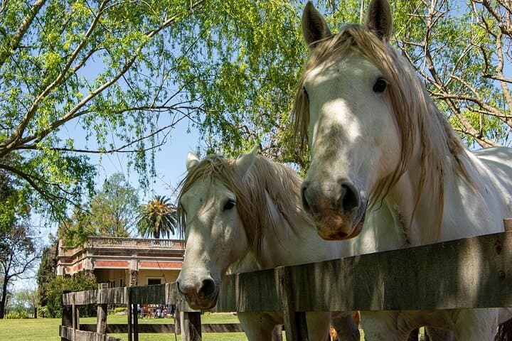 Full-Day Gaucho Estancia Experience from Buenos Aires photo 3