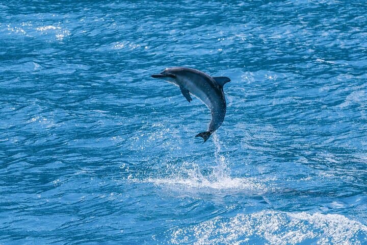 Maui Eco-Raft Dolphin Watch: Lahaina Zodiac Sightseeing Tour photo 6