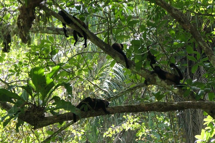 Customize Your Boquete Adventure: Private Half-Day Tour & Hike