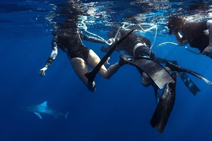 North Shore Oahu Private No‑Cage Shark Dive — Guided Charter
