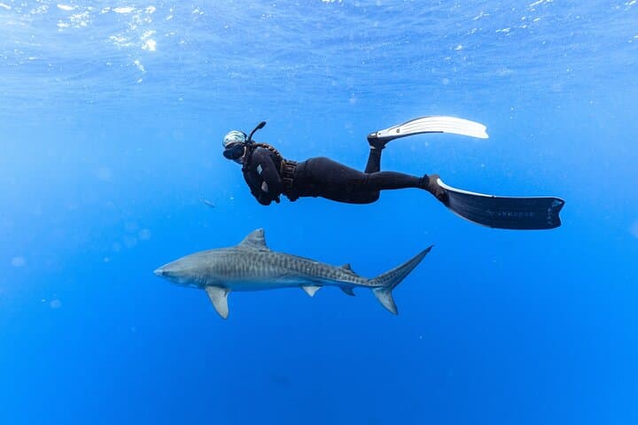 North Shore Oahu Private No‑Cage Shark Dive — Guided Charter photo 2