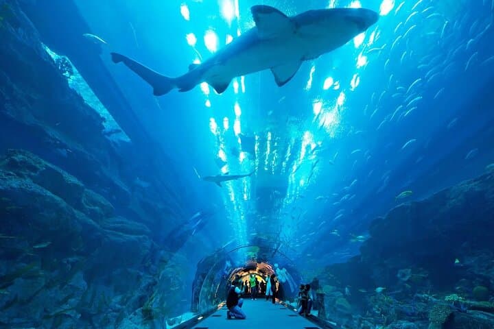Dubai Aquarium & Underwater Zoo: Walk-Through Tunnel, Penguin Cove & Marine Encounters