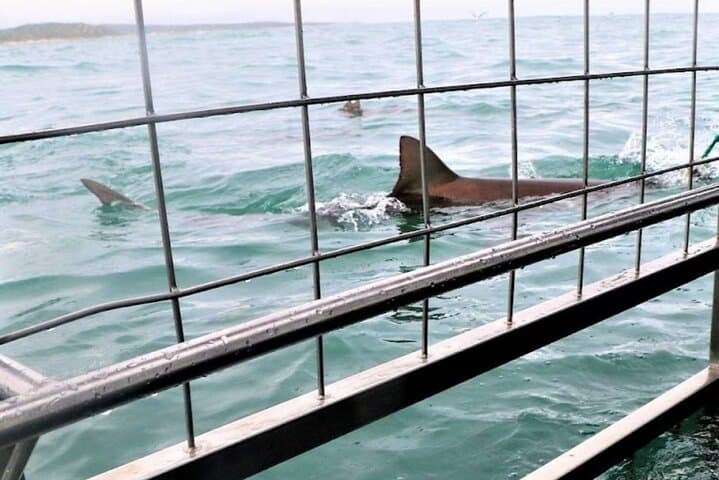 Shark Cage Diving in Gansbaai — Great White Sightings & Practical Guide photo 3