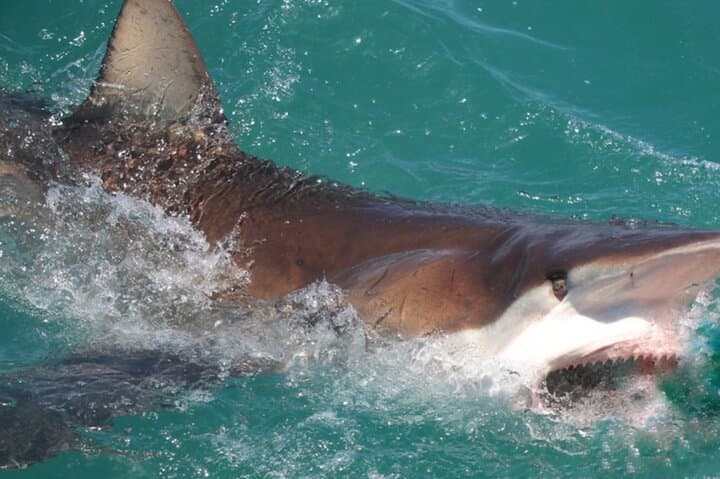 Shark Cage Diving in Gansbaai — Great White Sightings & Practical Guide photo 4