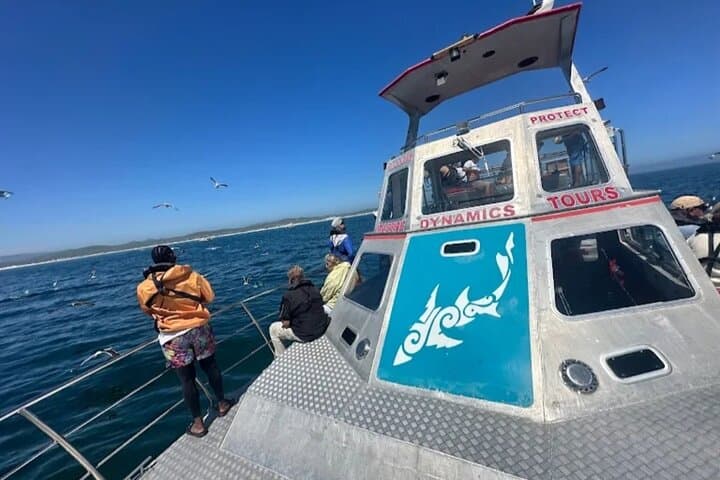 Shark Cage Diving in Gansbaai — Great White Sightings & Practical Guide photo 6