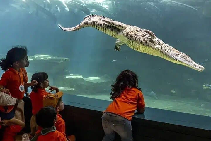 Dubai Crocodile Park: Guide to Visits, Feedings and Crocodile Encounters photo 4