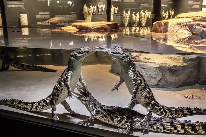 Dubai Crocodile Park: Guide to Visits, Feedings and Crocodile Encounters photo 3