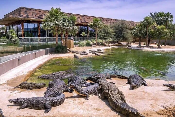 Dubai Crocodile Park: Guide to Visits, Feedings and Crocodile Encounters photo 5