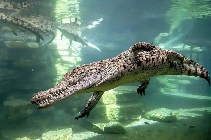 Dubai Crocodile Park: Guide to Visits, Feedings and Crocodile Encounters
