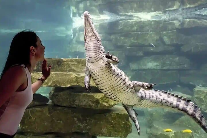 Dubai Crocodile Park: Guide to Visits, Feedings and Crocodile Encounters photo 2