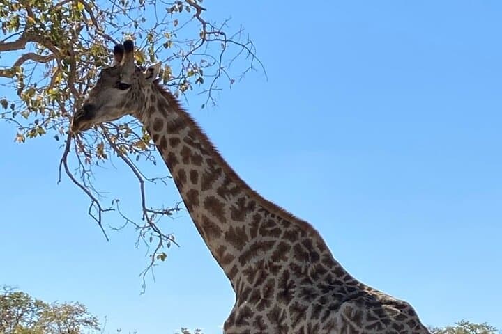 Sunrise Chobe Full-Day Game Drive and Chobe River Boat Safari photo 2