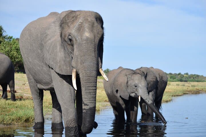 Sunrise Chobe Full-Day Game Drive and Chobe River Boat Safari photo 6