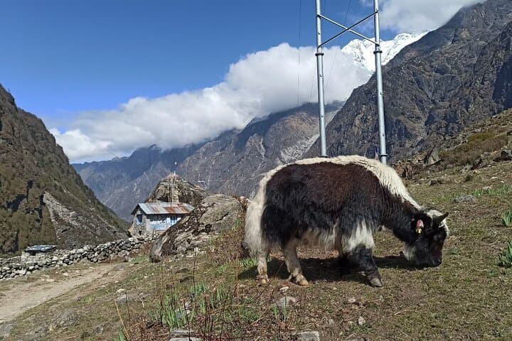 7-Day Langtang Valley Trek from Kathmandu — Kyanjin Gompa & Alpine Views photo 3