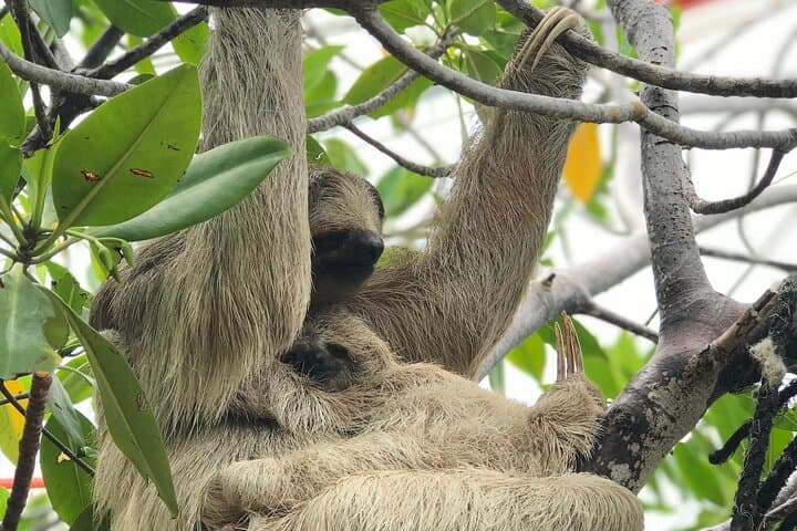 Roatán Private Tour: Monkeys, Sloths & Island Food (West Bay Highlights) photo 2