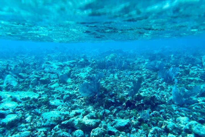 Explore the Vibrant Florida Keys Coral Reef: Half Day Snorkel Adventure in Key Largo photo 4