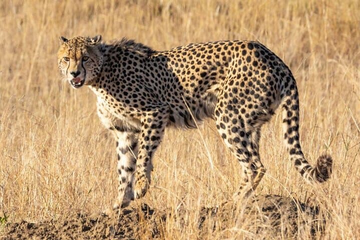 Full-Day Cheetah Outreach, Stellenbosch & Giraffe House Tour — Wine, Wildlife and Cape History photo 3