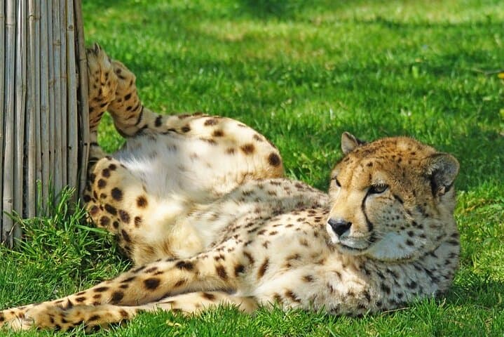 Full-Day Cheetah Outreach, Stellenbosch & Giraffe House Tour — Wine, Wildlife and Cape History photo 4