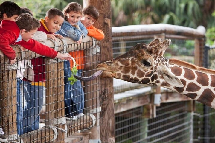 Full-Day Cheetah Outreach, Stellenbosch & Giraffe House Tour — Wine, Wildlife and Cape History photo 5