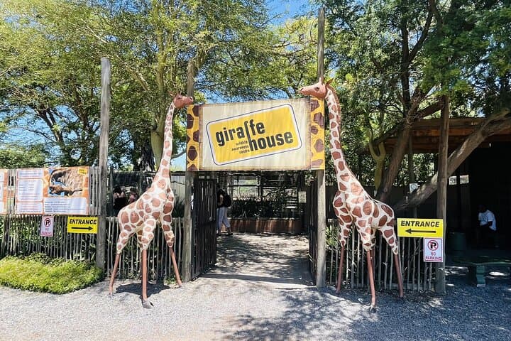 Full-Day Cheetah Outreach, Stellenbosch & Giraffe House Tour — Wine, Wildlife and Cape History
