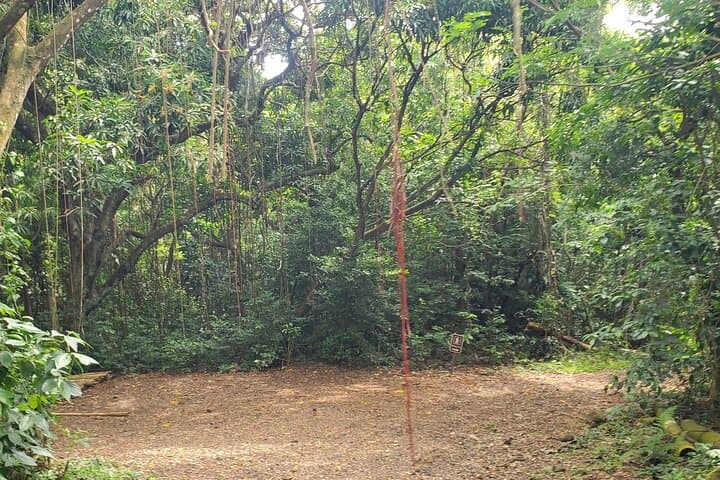 Wingfield Estate Rainforest Hike: Panoramic Tour from Basseterre photo 4