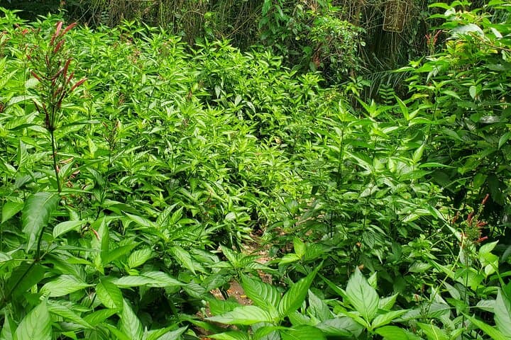 Wingfield Estate Rainforest Hike: Panoramic Tour from Basseterre photo 6