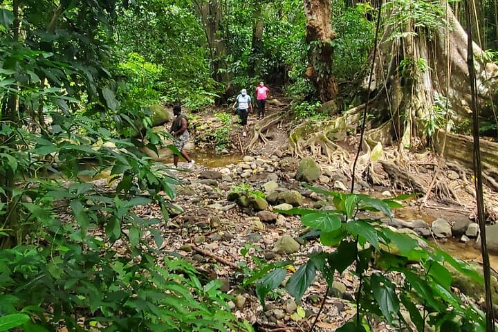 Wingfield Estate Rainforest Hike: Panoramic Tour from Basseterre