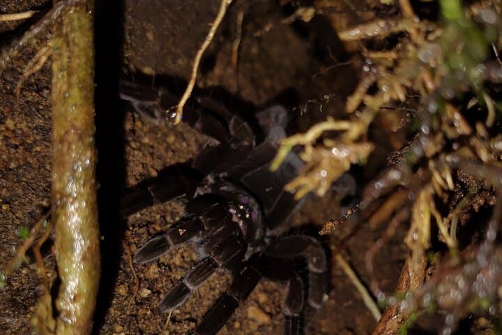 Night Walk in Mindo: Choco-Andean Forest After-Dark Wildlife Tour