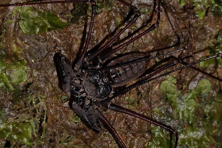 Night Walk in Mindo: Choco-Andean Forest After-Dark Wildlife Tour photo 2