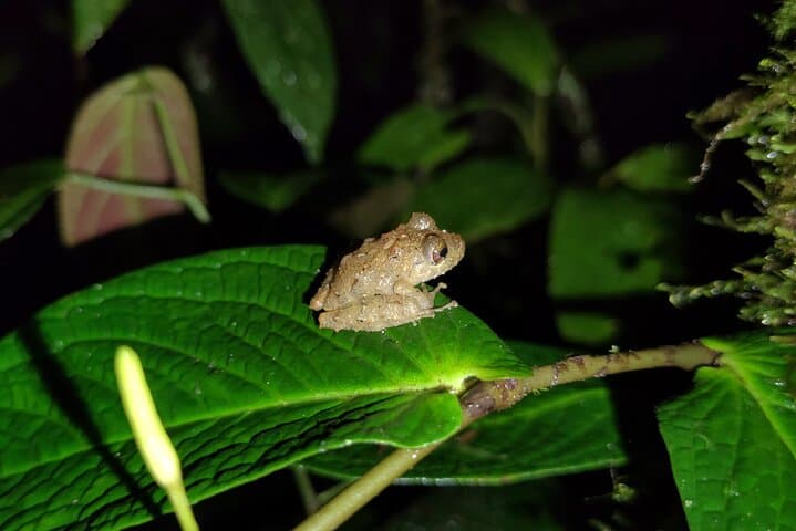 Night Walk in Mindo: Choco-Andean Forest After-Dark Wildlife Tour photo 3