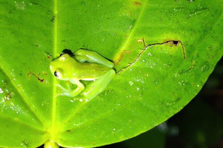 Night Walk in Mindo: Choco-Andean Forest After-Dark Wildlife Tour photo 4