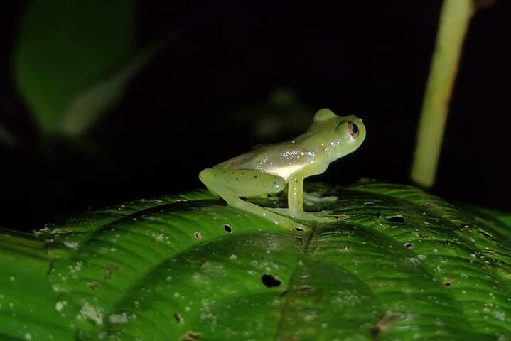 Night Walk in Mindo: Choco-Andean Forest After-Dark Wildlife Tour photo 5