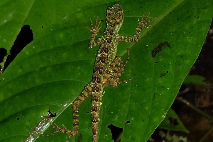 Night Walk in Mindo: Choco-Andean Forest After-Dark Wildlife Tour photo 6