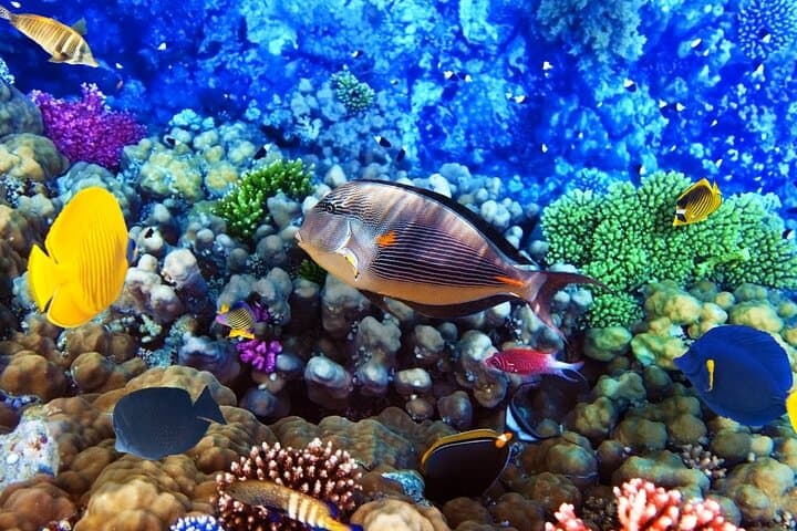 Red Sea Snorkeling Trip from Hurghada — Giftun Island & Reef Adventure photo 5