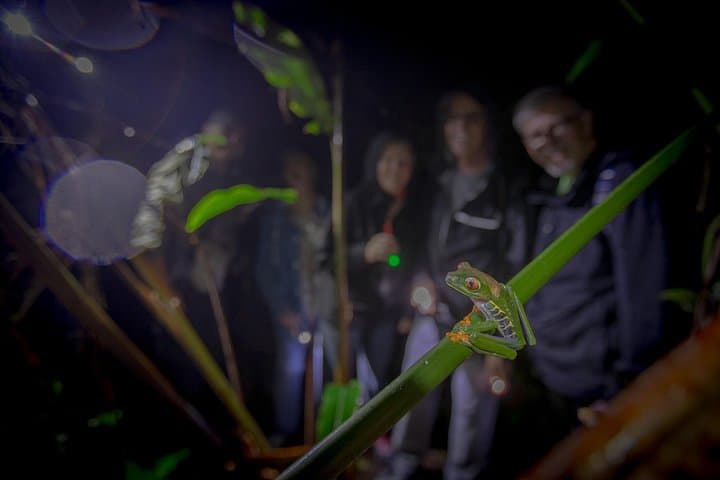 Tortuguero Full-Day Canoe, Jaguar Trail Hike & Night Walk photo 4