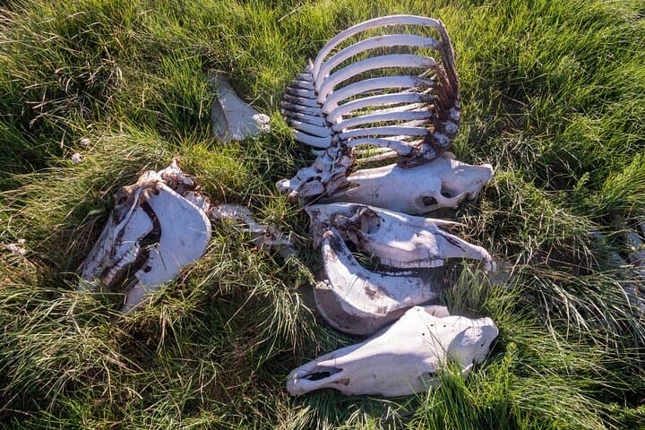 Bone Hunting in Wyoming: Guided Skull & Skeleton Foray Near Laramie photo 1