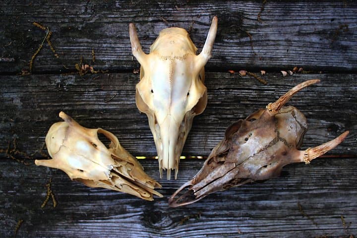 Bone Hunting in Wyoming: Guided Skull & Skeleton Foray Near Laramie photo 4