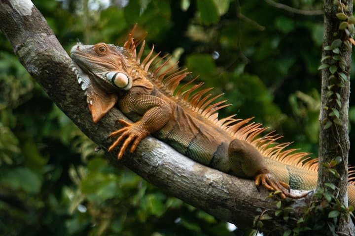 Tortuguero Full-Day Canoe, Jaguar Trail Hike & Night Walk photo 6