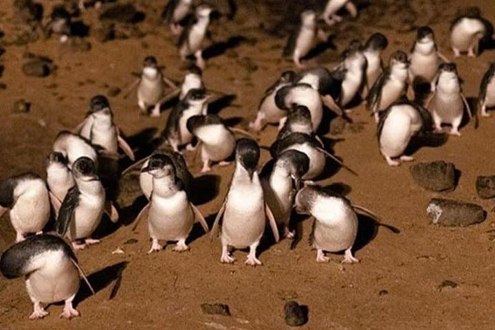 Private Phillip Island Penguin Parade Tour: Penguins, Koalas & Coastal Sights from Melbourne photo 3